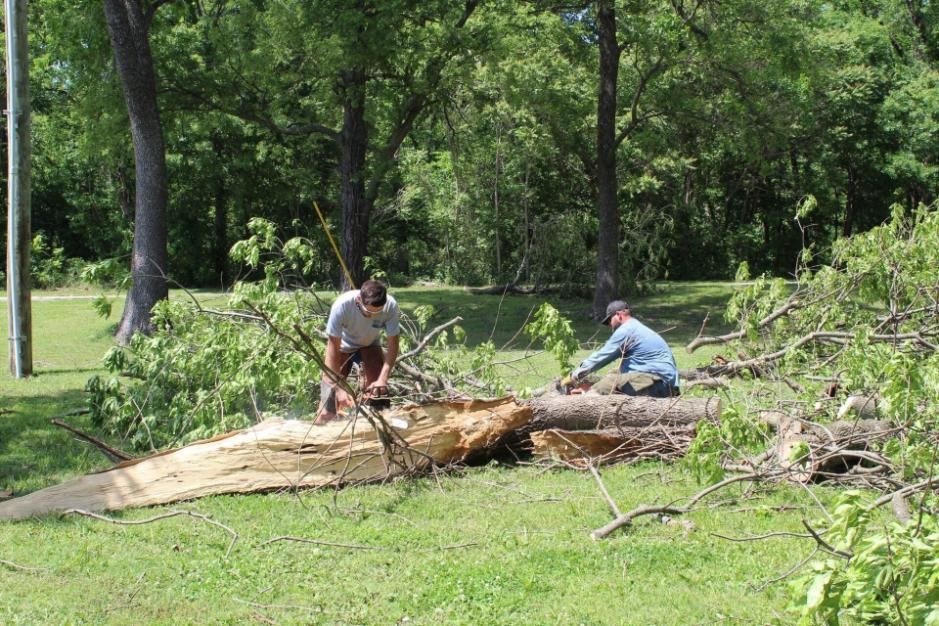 Two people cutting up a fallen tree in a grassy park with scattered branches and dense green trees nearby