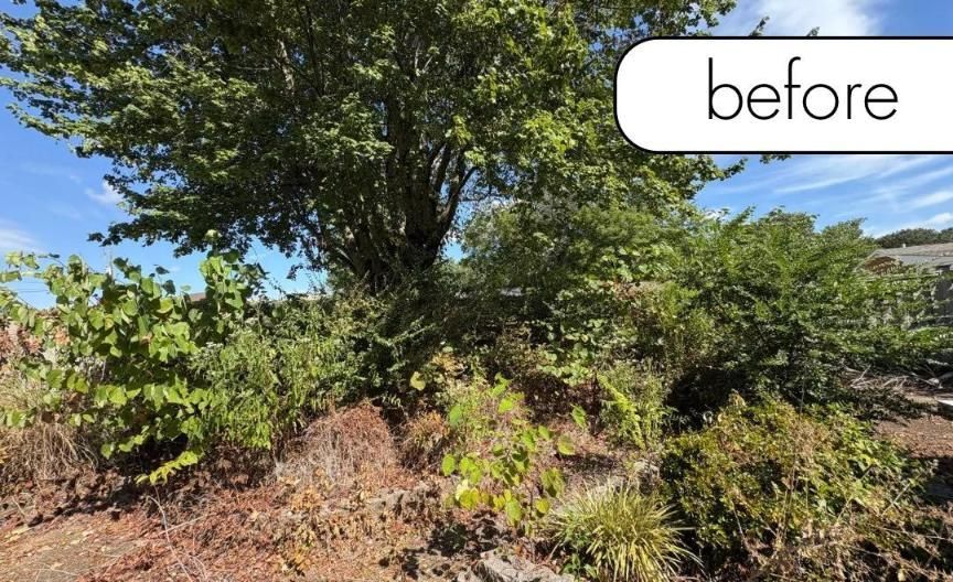 Overgrown roadside brush and trees under a blue sky, labeled 