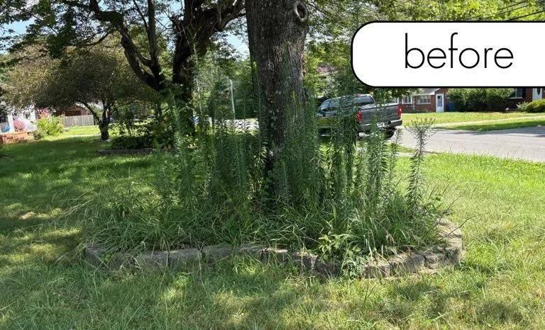 Overgrown grassy yard with tall weeds near a street and trees, labeled “before”