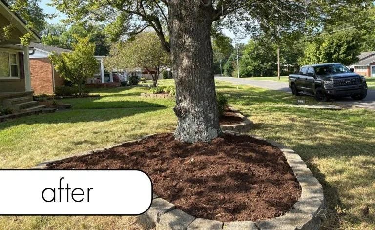 Fresh mulch around a large tree in a front yard, with a sidewalk and parked car nearby.