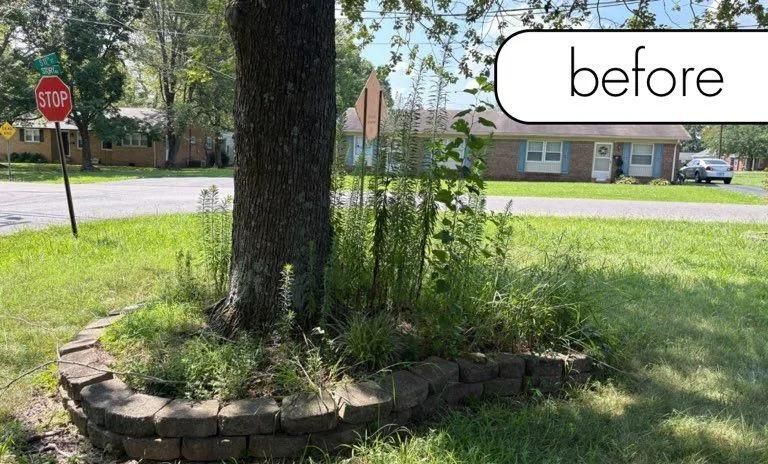 Before view of a tree surrounded by tall weeds in a small stone-bordered yard near a street.