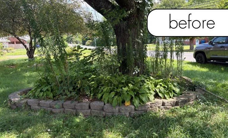 Before photo of a mulched tree bed with green plants and a low stone border in a yard