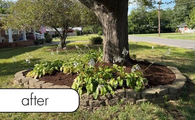 Mulched tree bed with hostas and stone border in a sunny front yard, labeled “after”