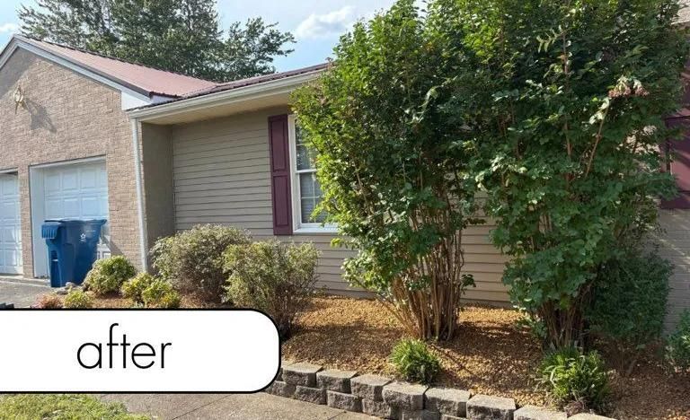 Single-story house front yard with trimmed shrubs and small trees after landscaping.