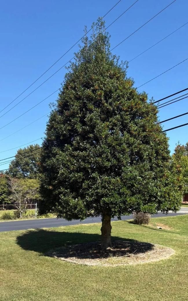 Small conical evergreen tree in a grassy roadside area under a clear blue sky.