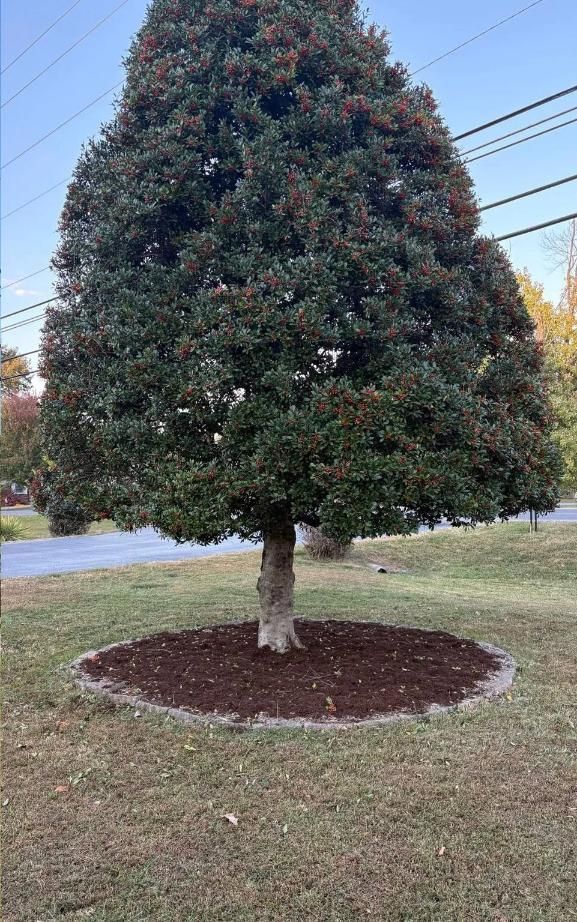 Cone-shaped evergreen tree with dark green foliage in a mulched circle on a grassy lawn.
