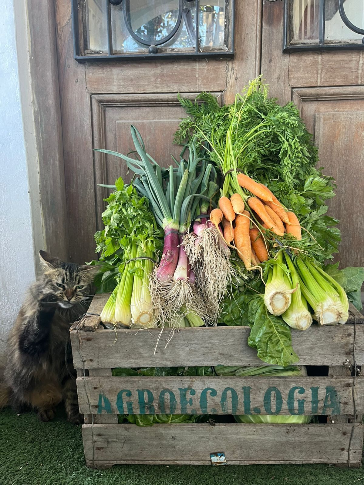 Bolson de verduras Agroecologicas 5 kg
