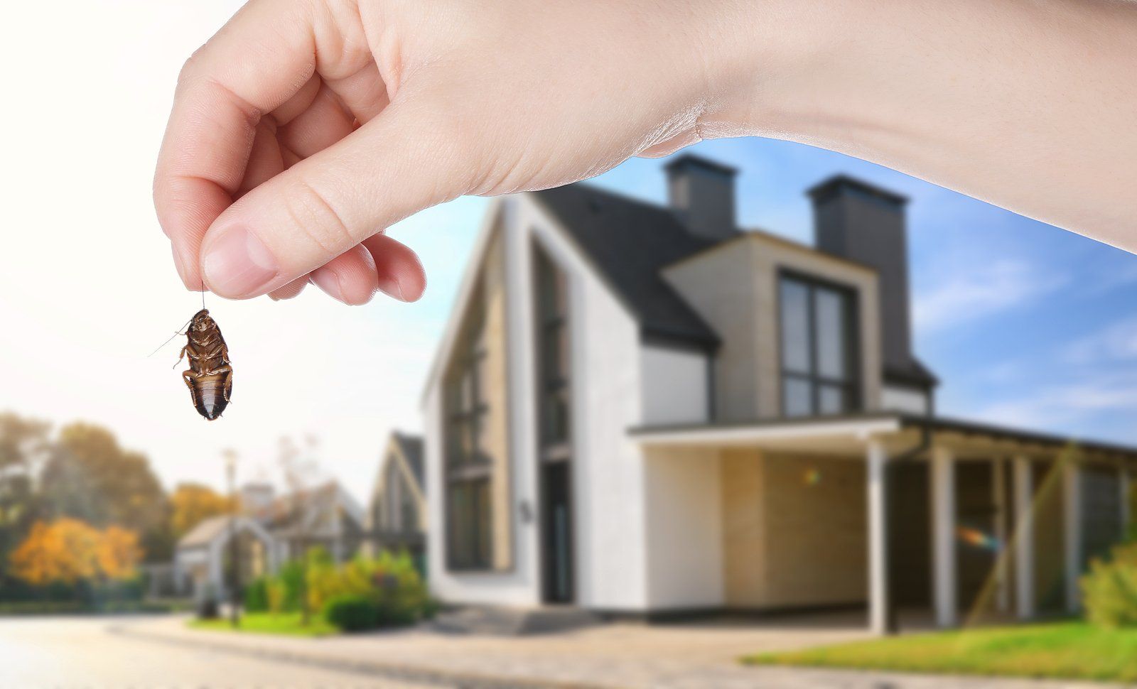 Commercial Pest Control Services in Spring Lake, MI