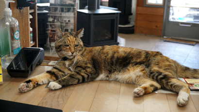 Sam the store cat resting near fireplace displays inside the showroom