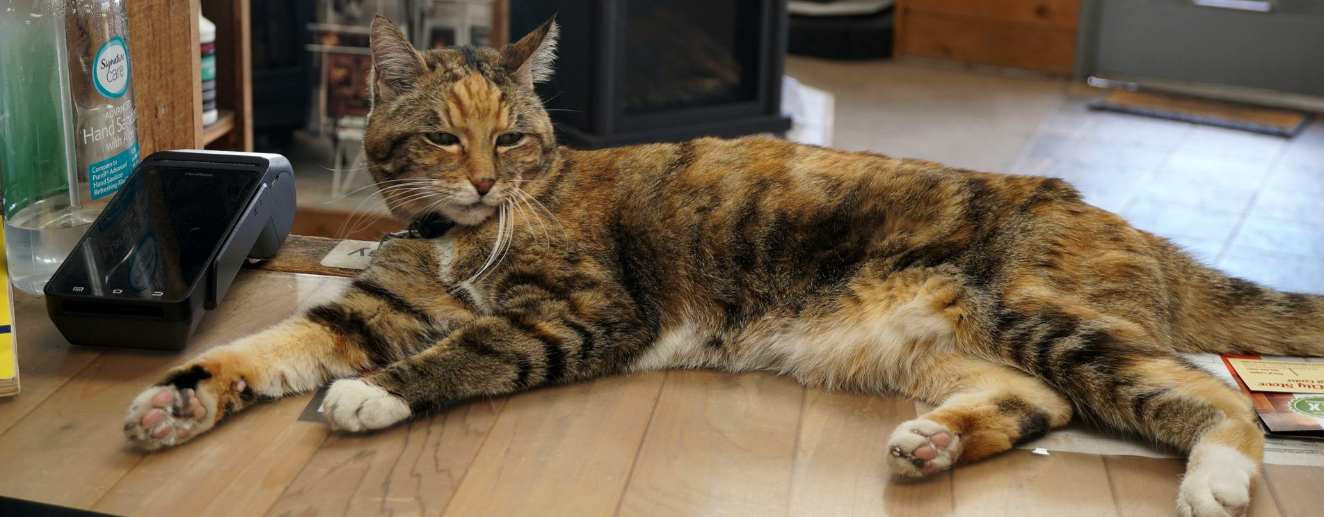 Sam the store cat resting near fireplace displays inside the showroom