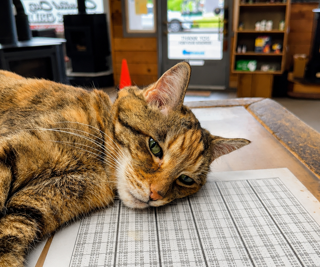 Sam the store cat relaxing inside the Capital City Stove & Grill Center showroom