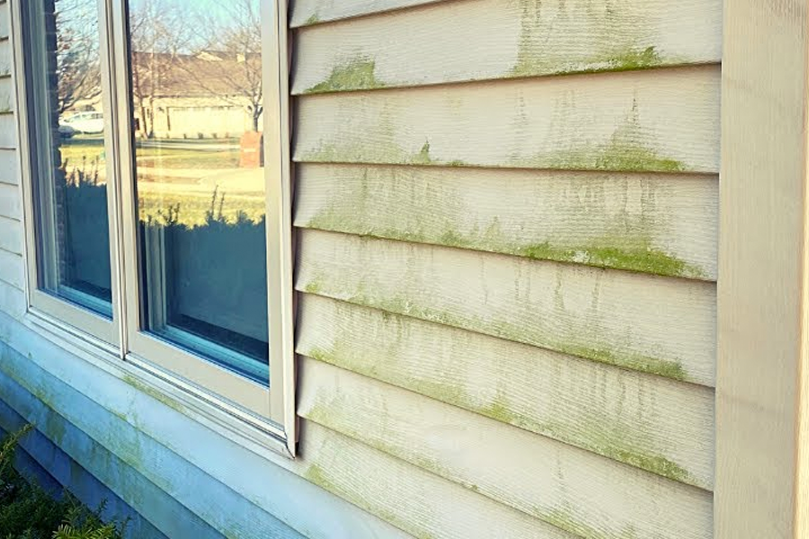 The siding of a house is covered in green moss.
