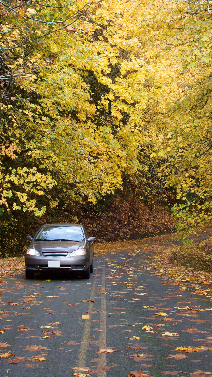 Car on a wet road beneath dense yellow autumn trees and fallen leaves