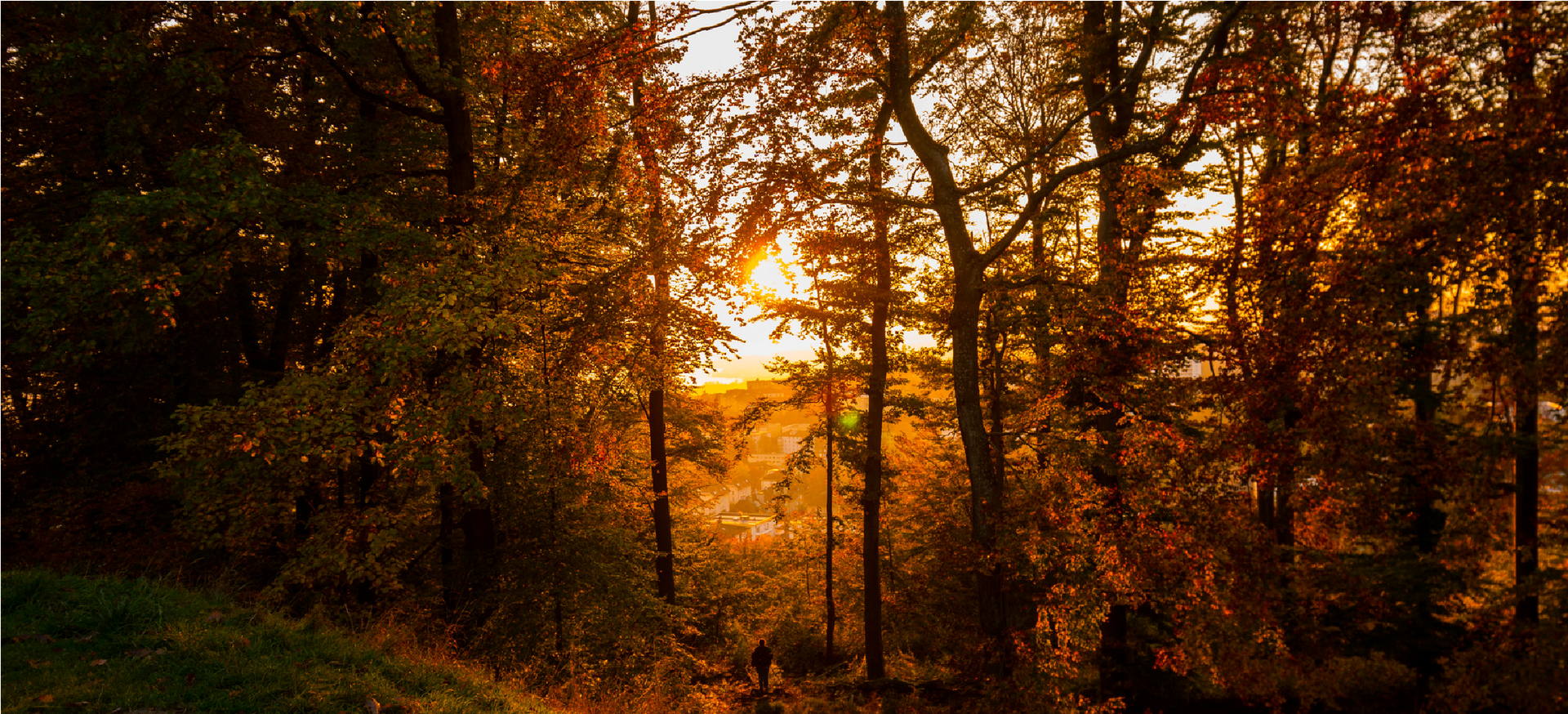 Sunlit forest at dawn with golden light filtering through tall trees