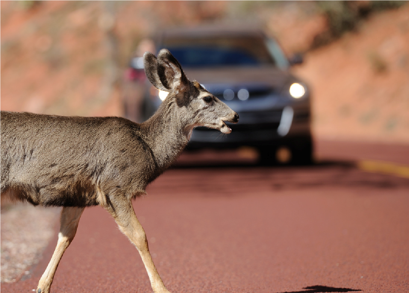 Deer crossing a road with a blurred car approaching in the background.