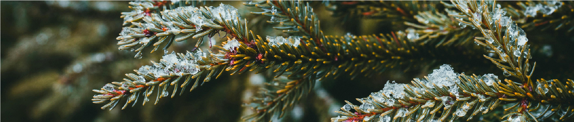 Snow-dusted evergreen branch with frosted needles and warm bokeh lights in the background
