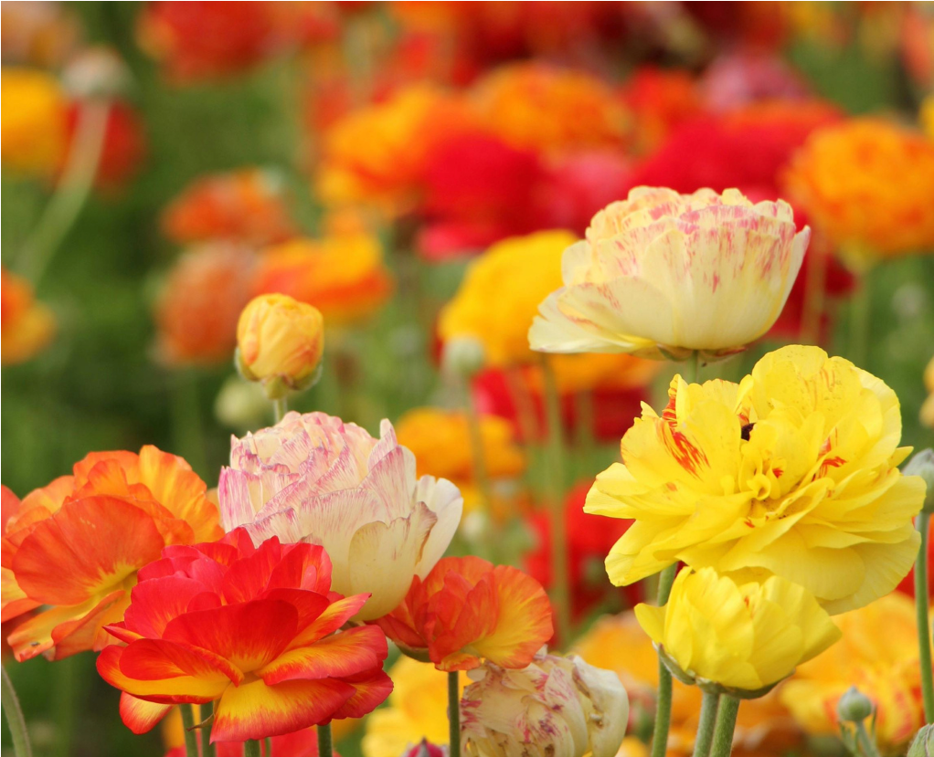 Bright mixed flowers in red, yellow, and white blooming in a colorful garden bed