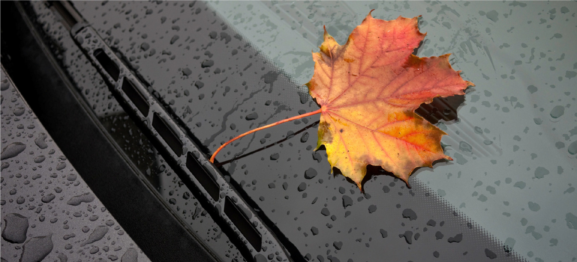 Orange autumn leaf on a wet car windshield with raindrops