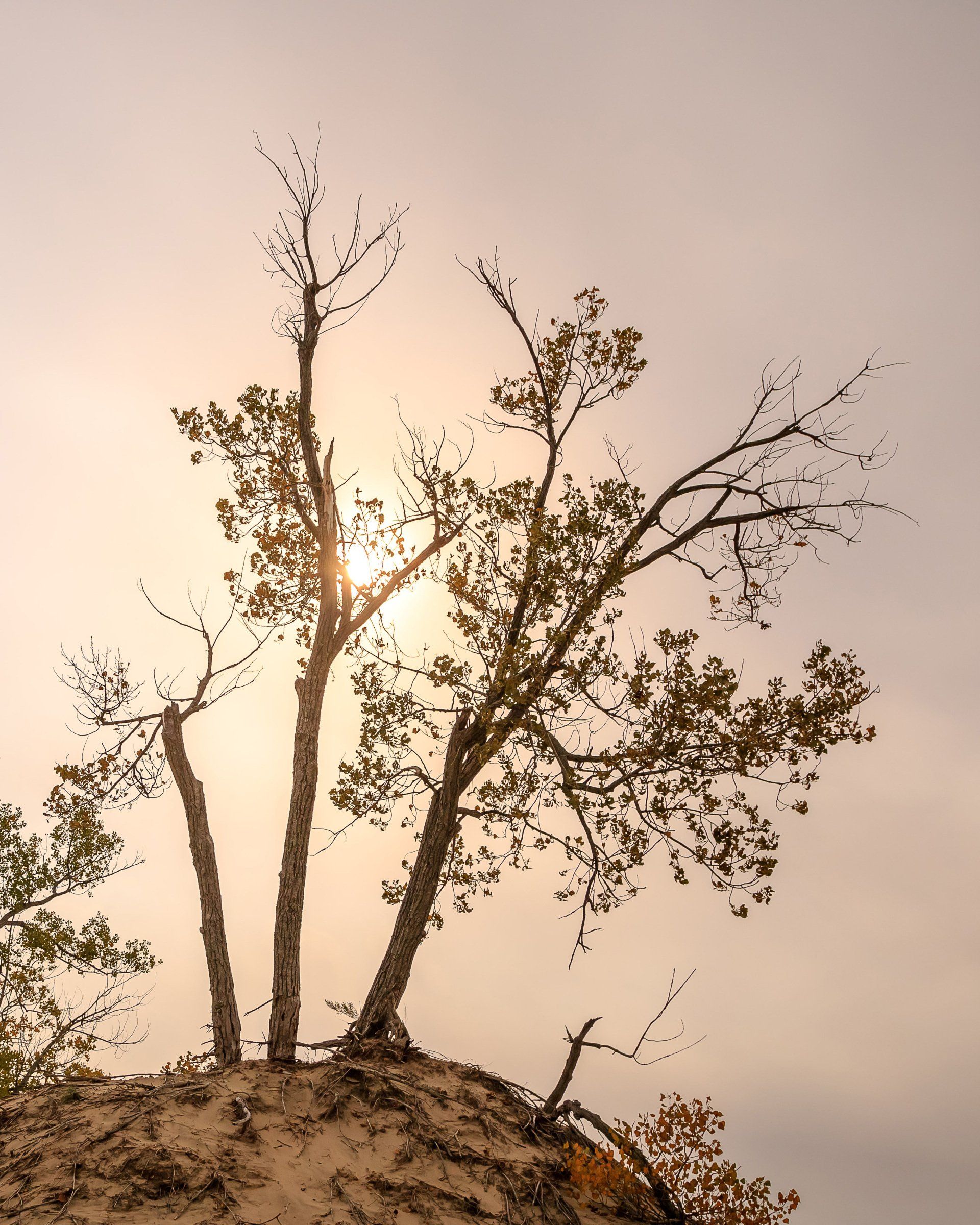 Tree at sunset Tree at sunset