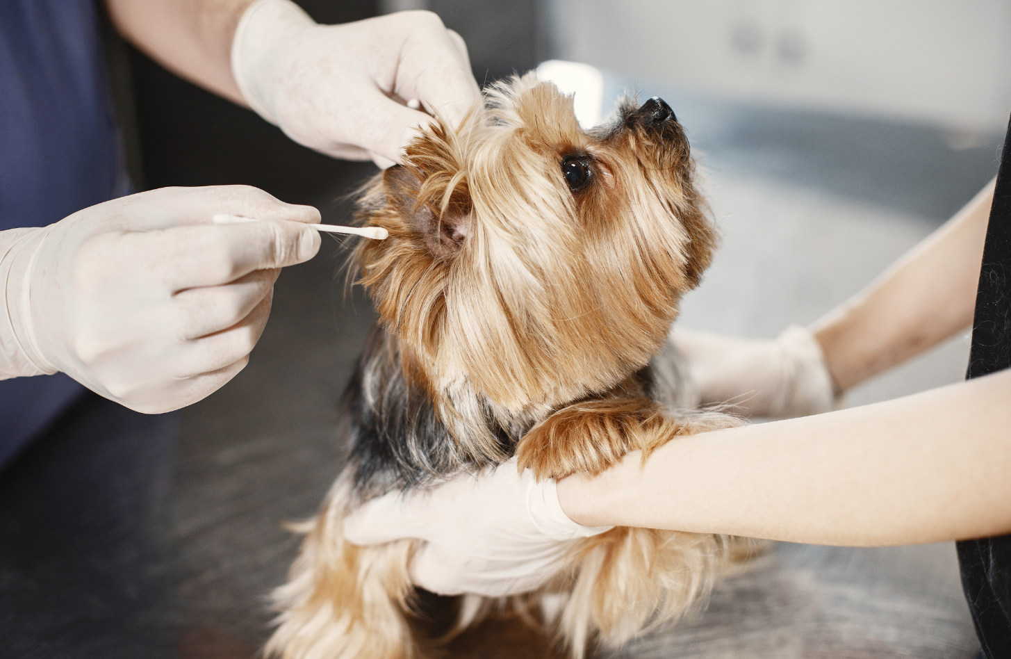 pet grooming services