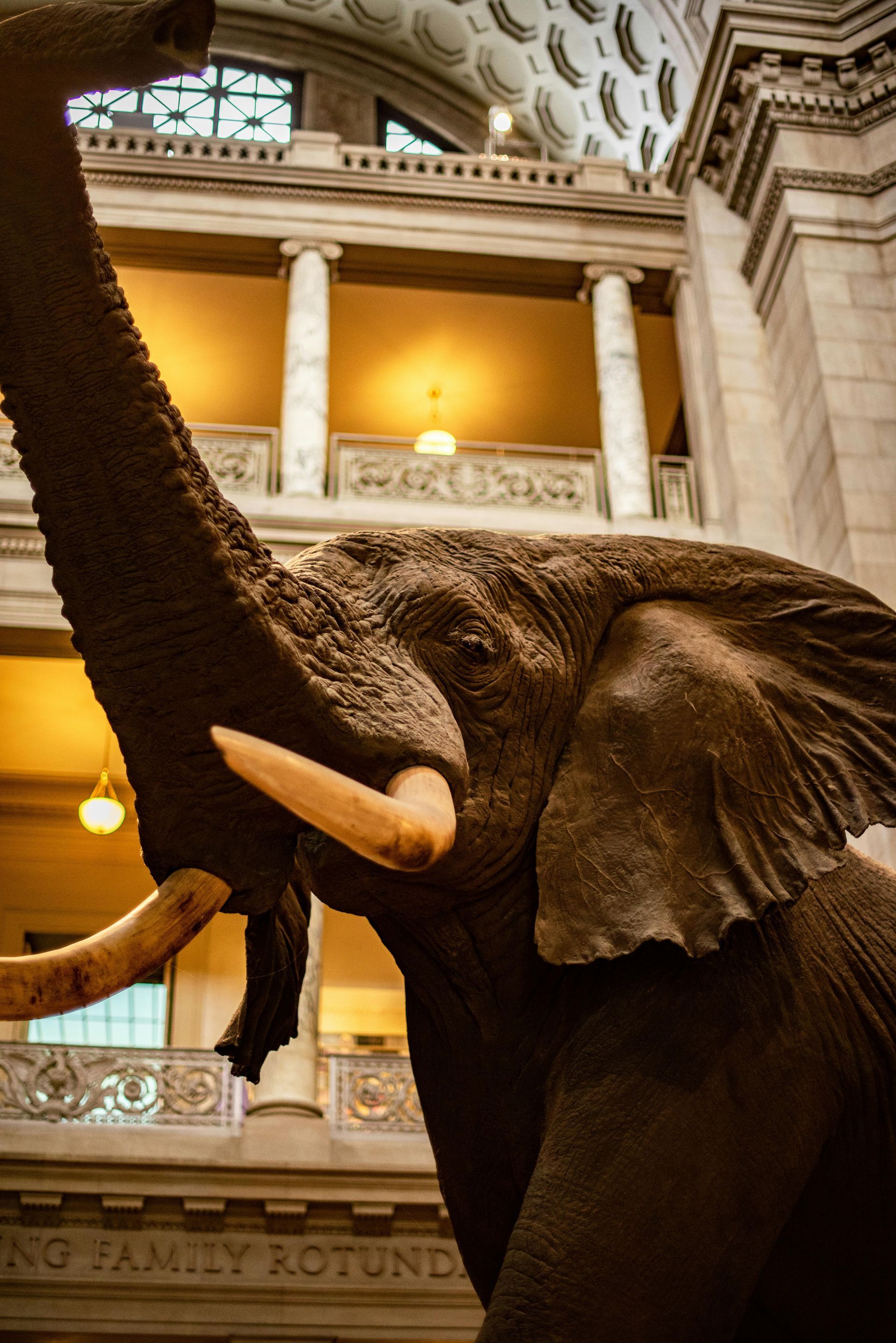Musée national d'histoire naturelle Smithsonian