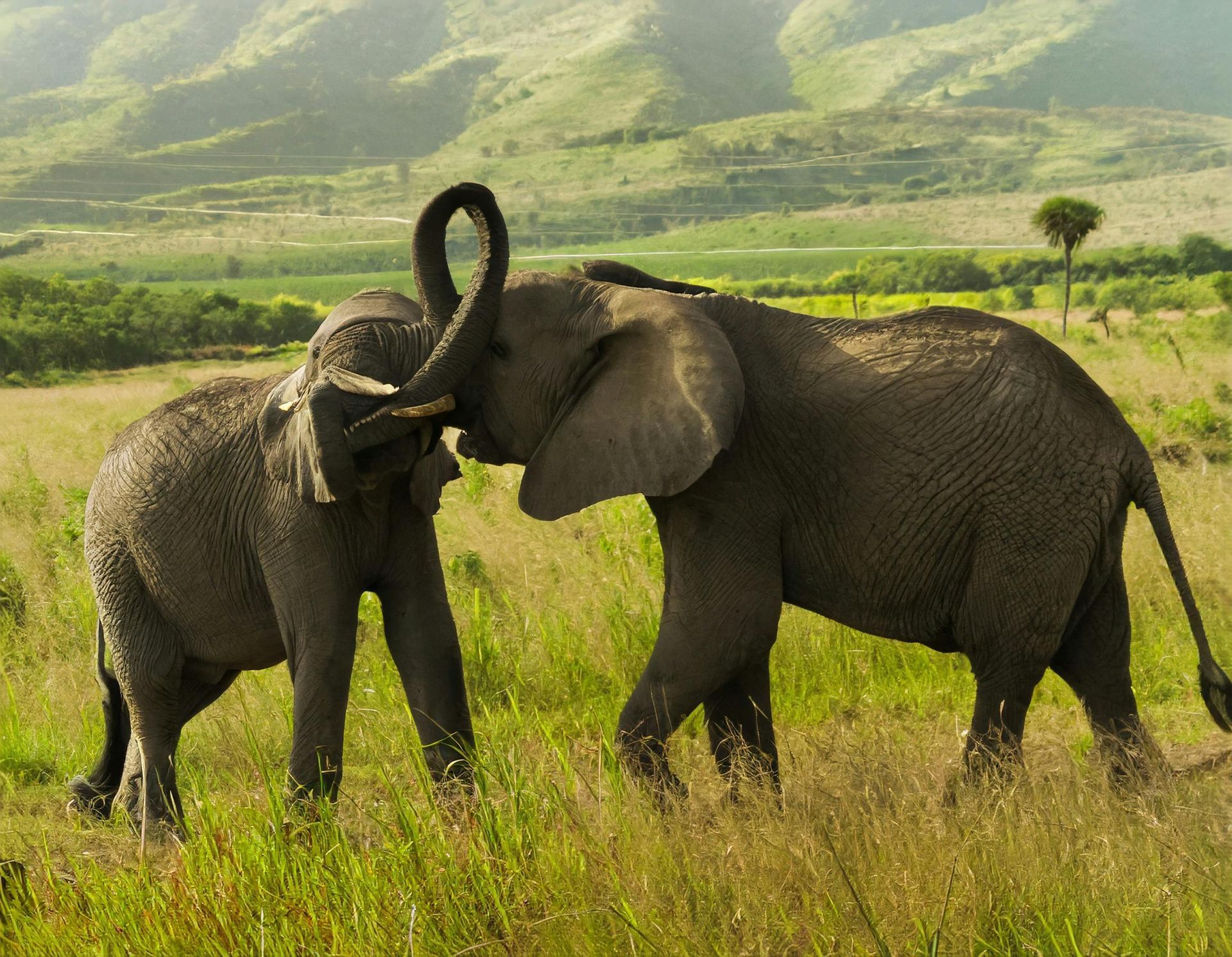 Parque Nacional de Nairobi