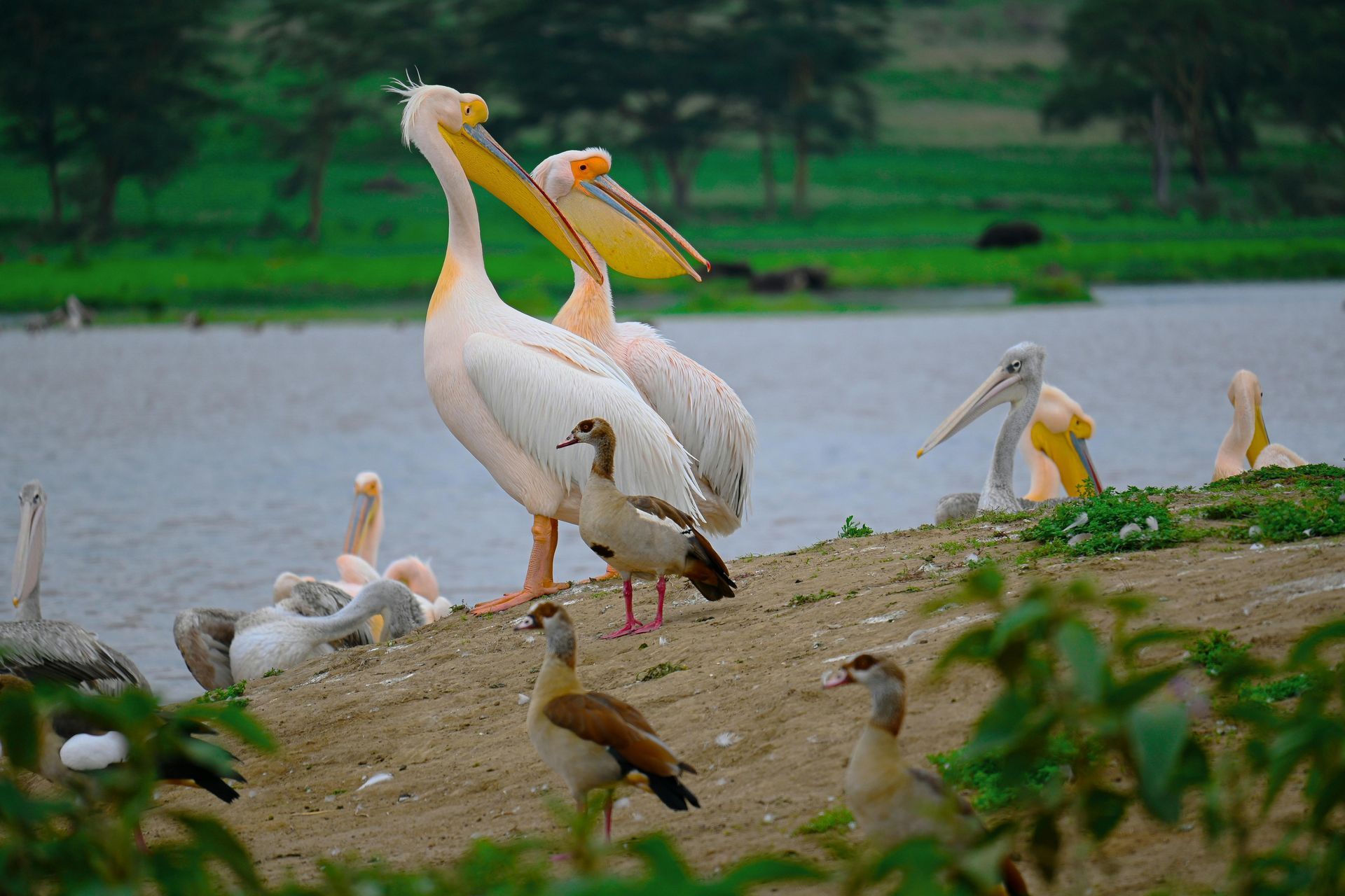 Parque Nacional del Lago Nakuru