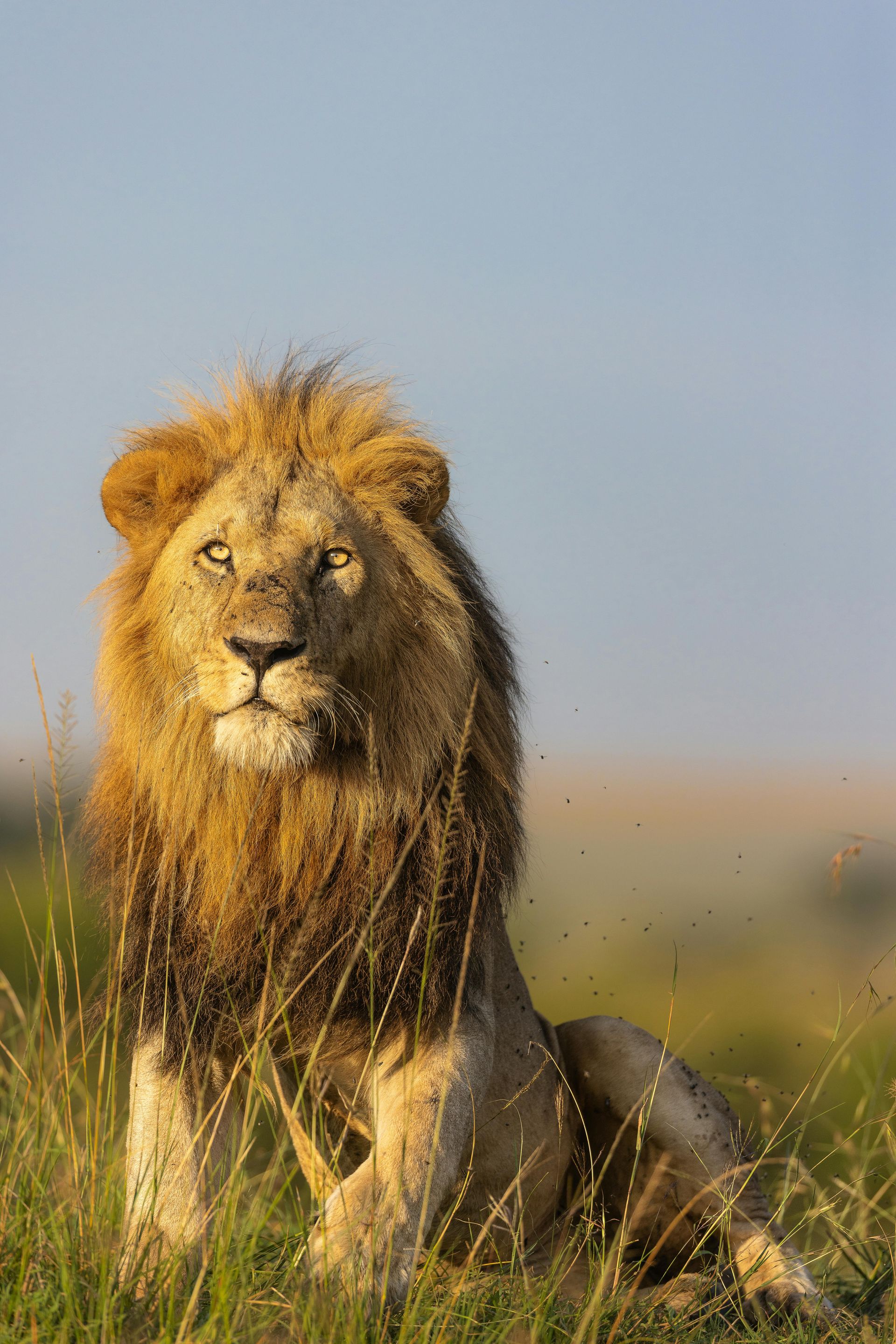 Reserva Nacional de Masai Mara