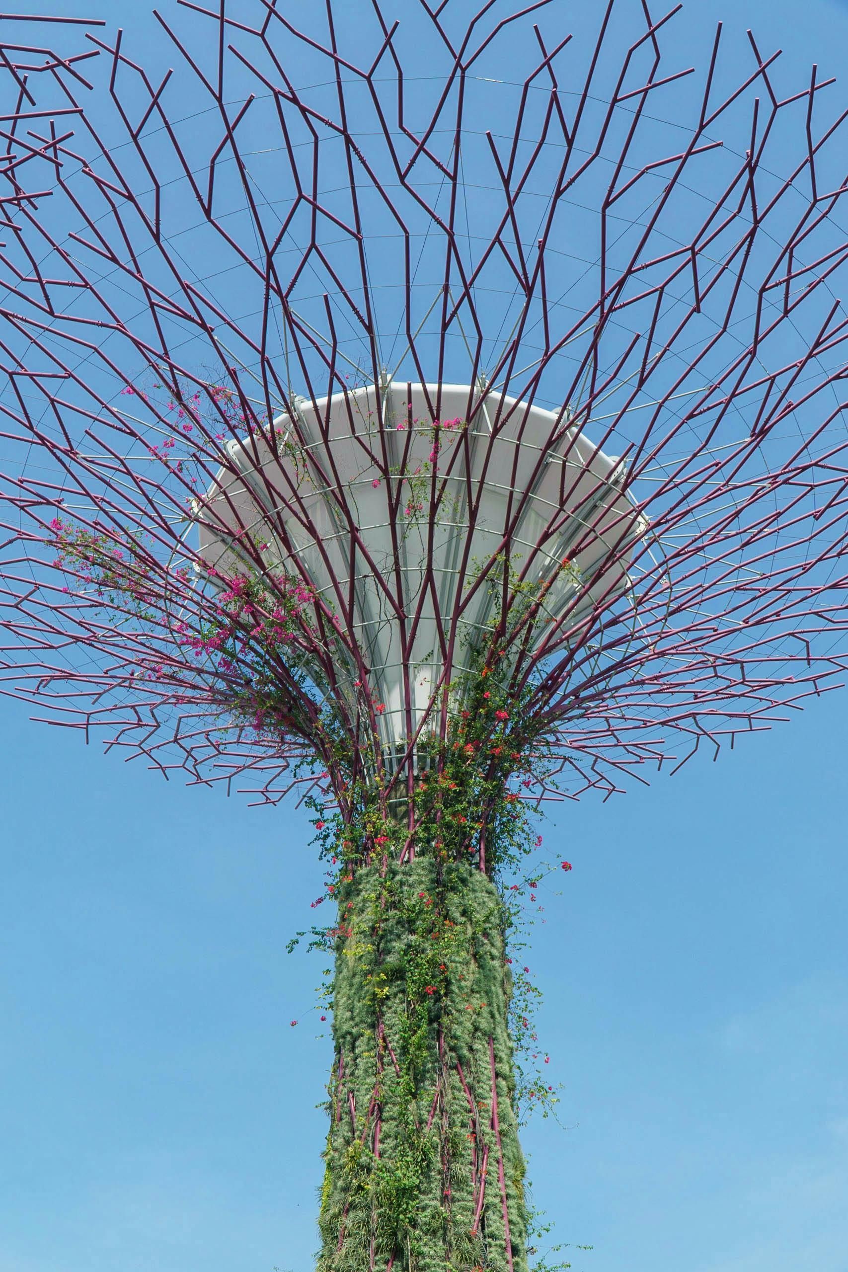 Jardins botaniques de Singapour