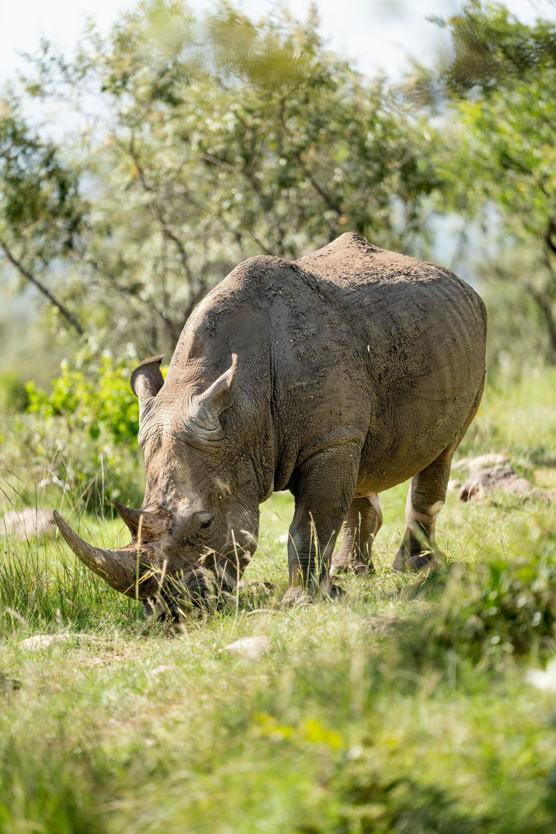 Parque Nacional Amboseli