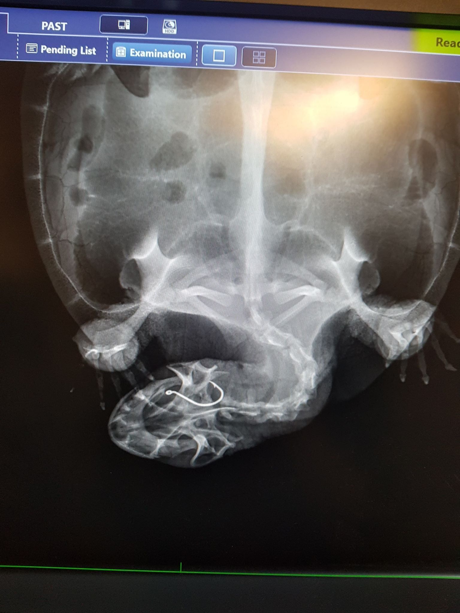 X-ray of a reptile, showing bone structure. X-ray of a reptile, showing bone structure.