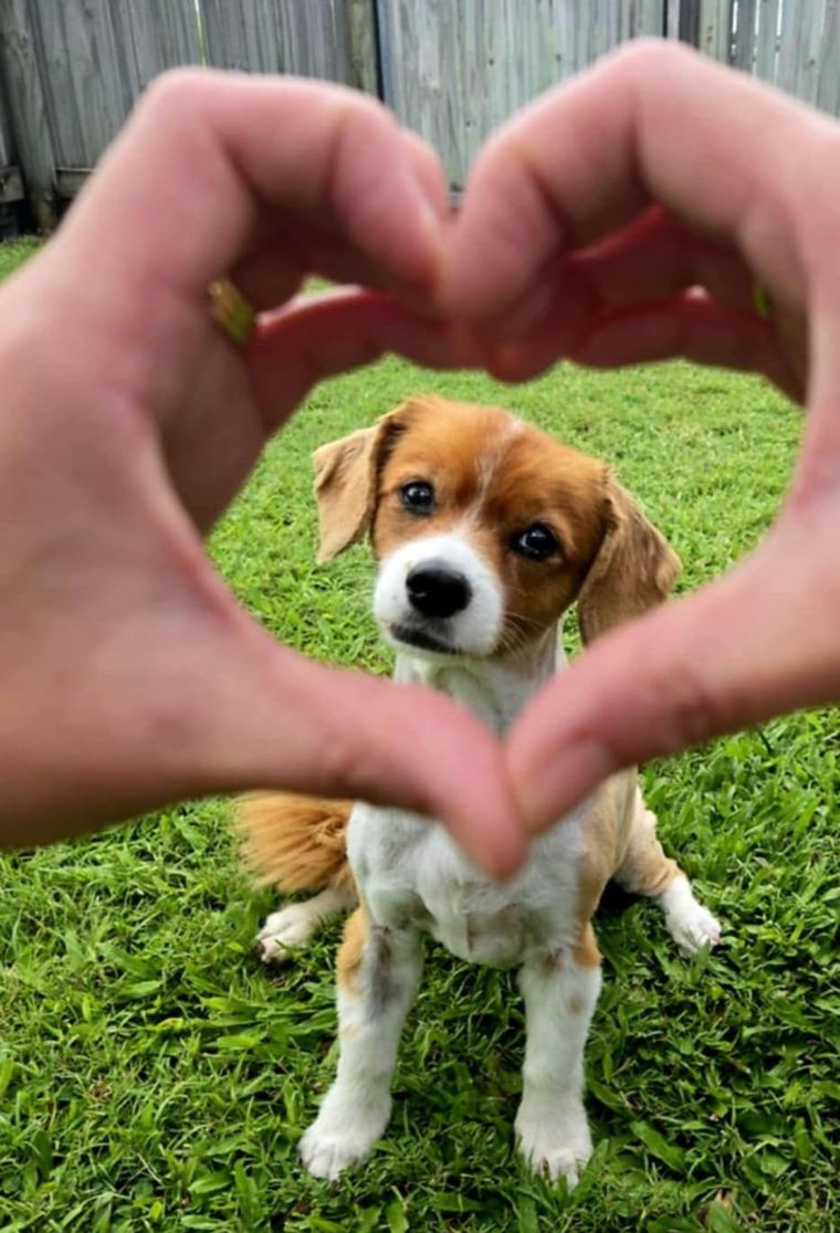 Dog sitting in grass framed by hands forming a heart.
