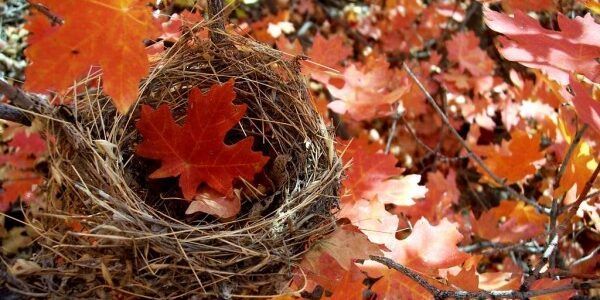 A bird nest filled with red leaves in a tree.