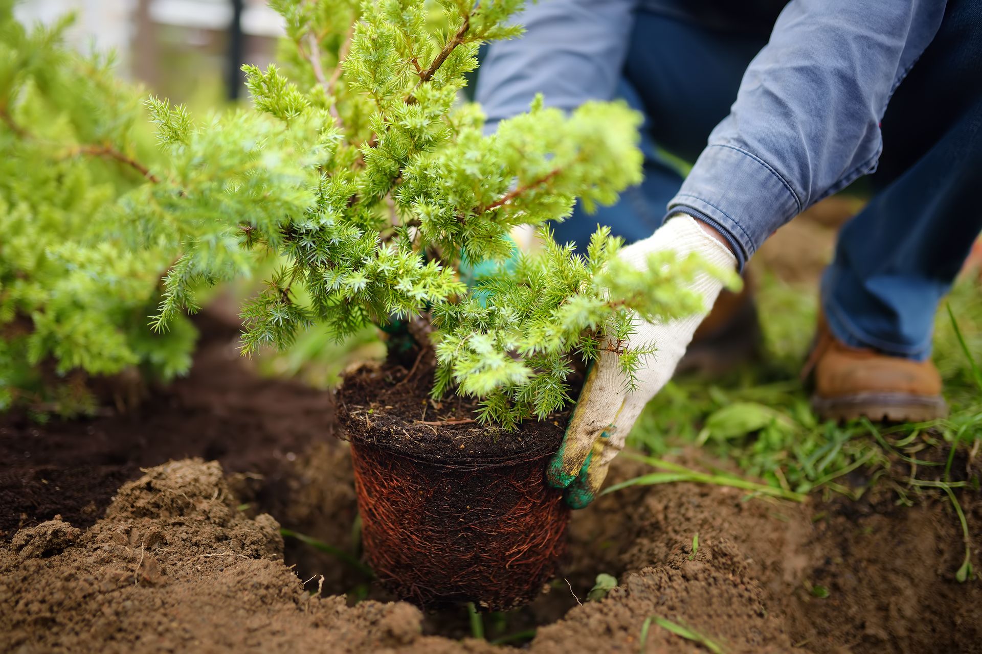 Person in gloves planting a small evergreen tree in brown soil.