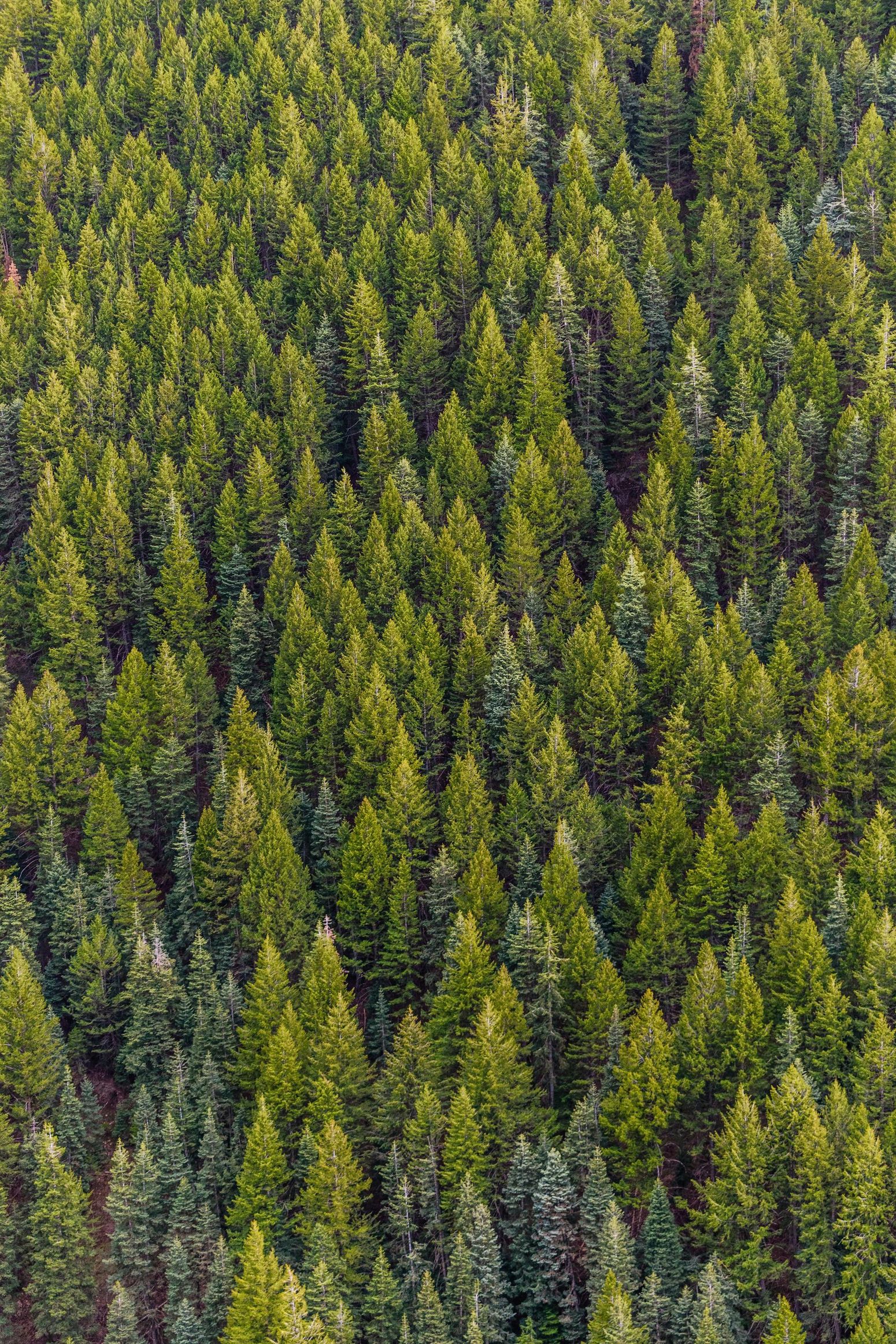 Dense evergreen forest, aerial view. Lush green trees cover the landscape.