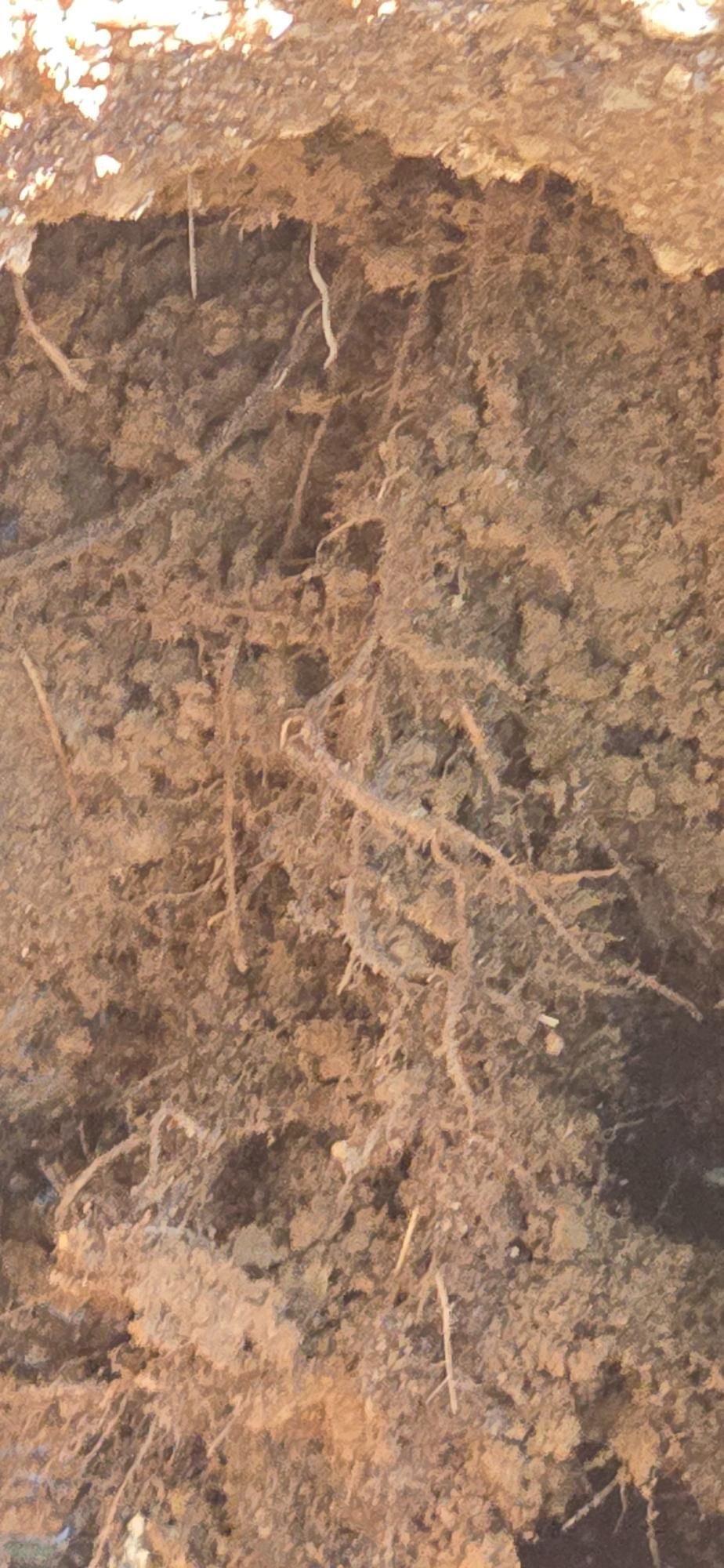A close-up of exposed soil revealing plant roots; earthy brown tones.