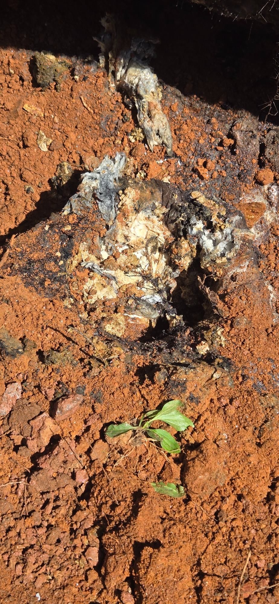Rust-colored soil with a white rock or mineral deposit and a small green sprout nearby