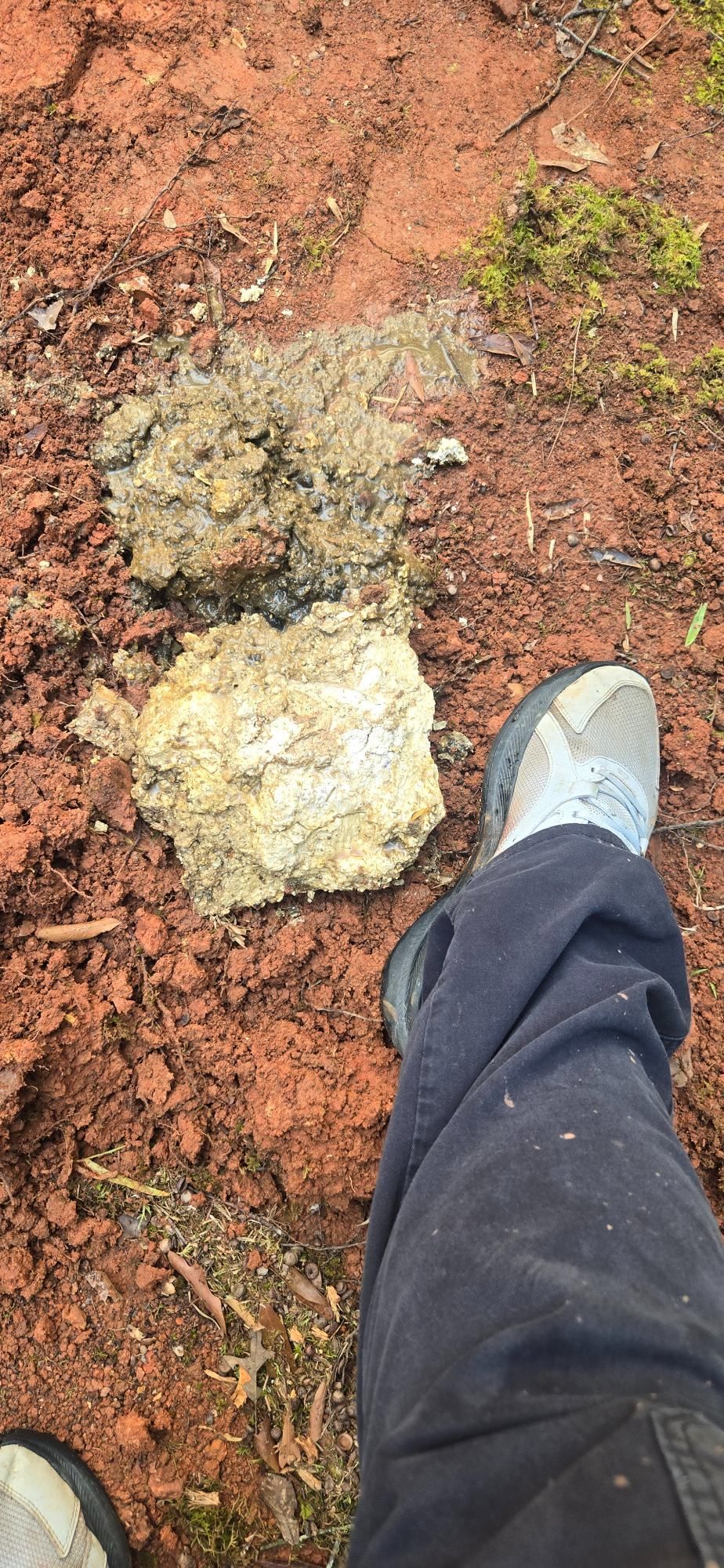 Boot beside two pale mushrooms on red dirt ground