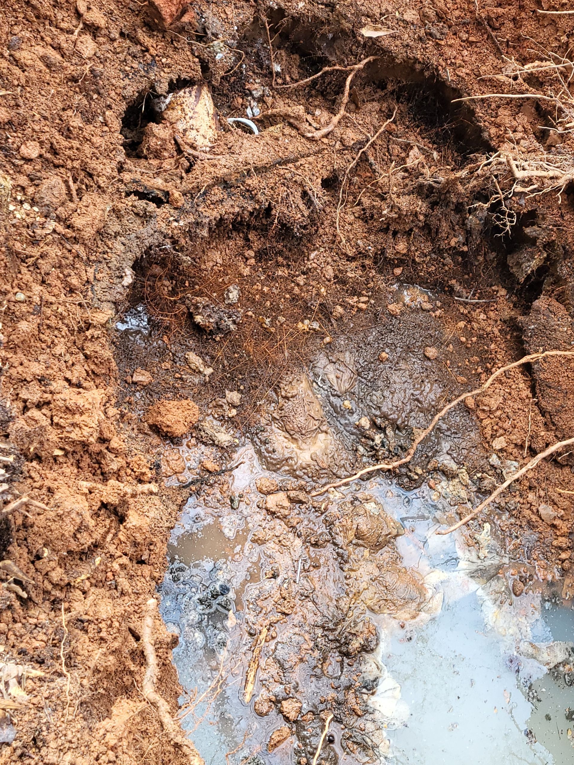 A hole dug in reddish-brown soil reveals wet, light-colored material, possibly concrete or a pipe, at the bottom.