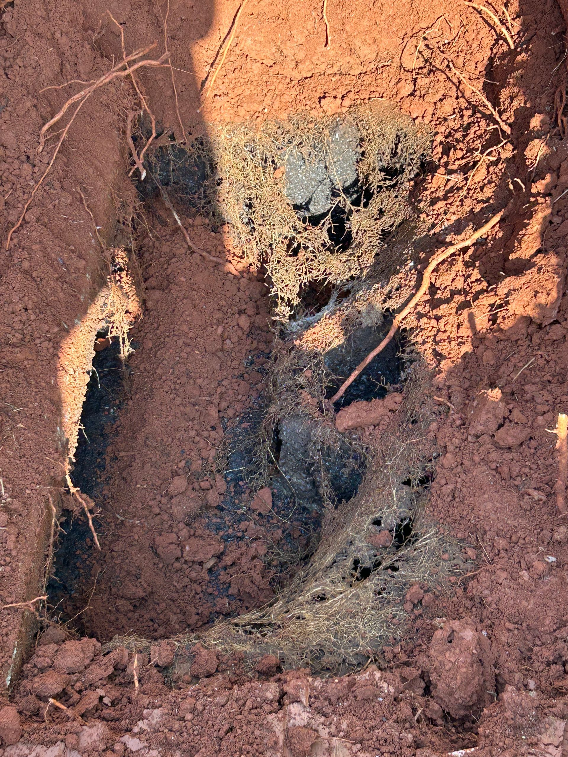 Excavation in red soil reveals a dark, root-filled cavity, possibly the remains of a buried object or decaying matter.