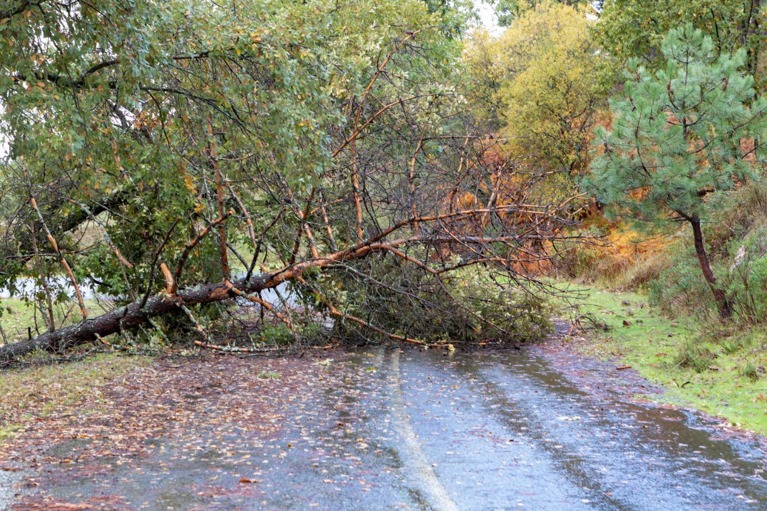 Storm Damage and Water Intrusion: What to Expect & How ASAP Restoration Can Help