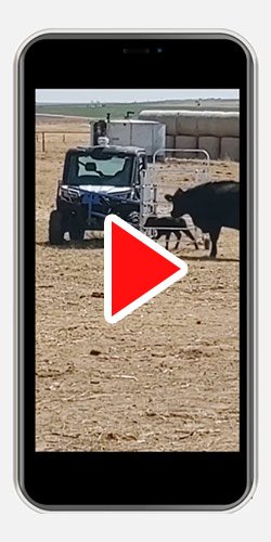 Videos of Fast Catch Calf Catcher | How To Catch Calves