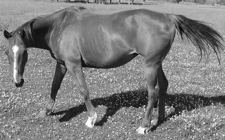Brown horse grazing in a grassy field, with a white blaze and white socks