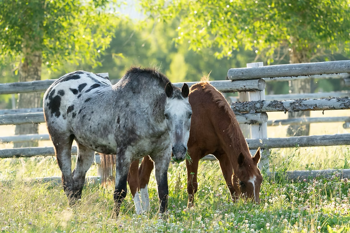Two horses grazing in a sunlit pasture by a wooden fence