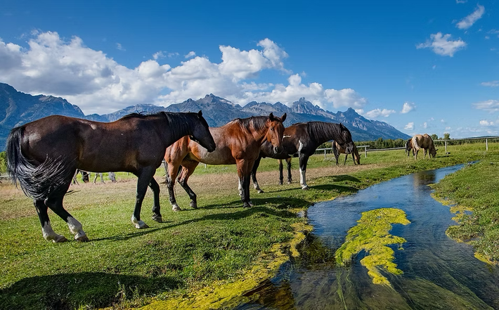 Horses grazing beside a clear stream in a green alpine meadow with mountains and blue sky