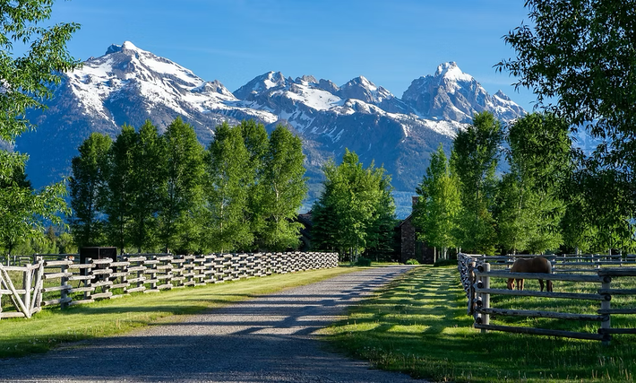 Tree-lined driveway leading to a white fence with snowy mountains under a clear blue sky