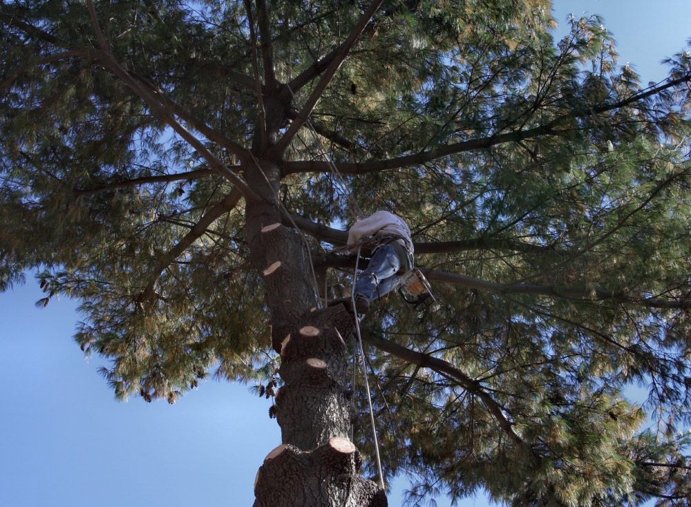 Tree Trimming — Findlay, OH — Pine Ridge Tree Service Tree Trimming — Findlay, OH — Pine Ridge Tree Service