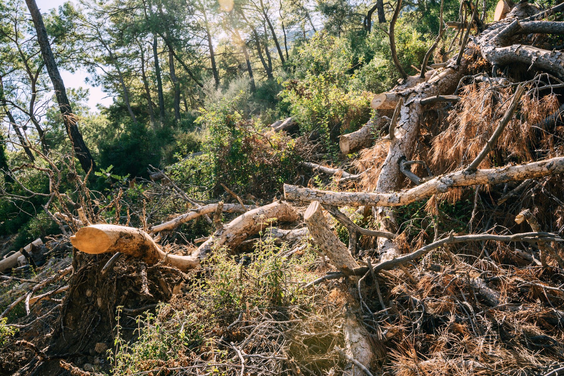 Clearing Land — Findlay, OH — Pine Ridge Tree Service Clearing Land — Findlay, OH — Pine Ridge Tree Service