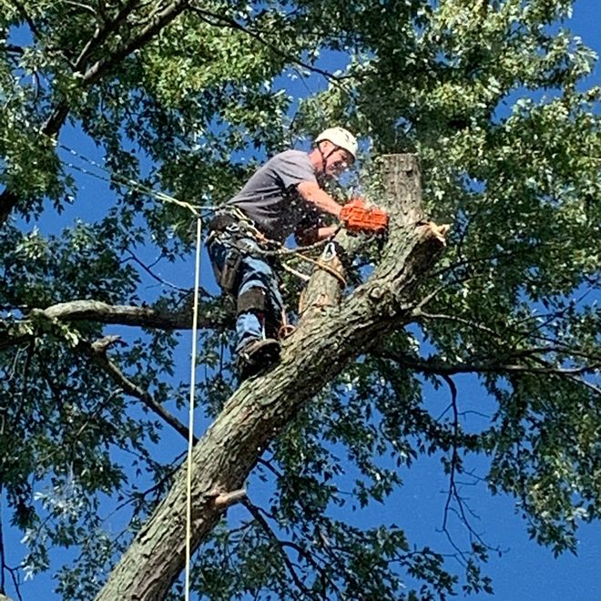 Sawing the Tree — Findlay, OH — Pine Ridge Tree Service Sawing the Tree — Findlay, OH — Pine Ridge Tree Service