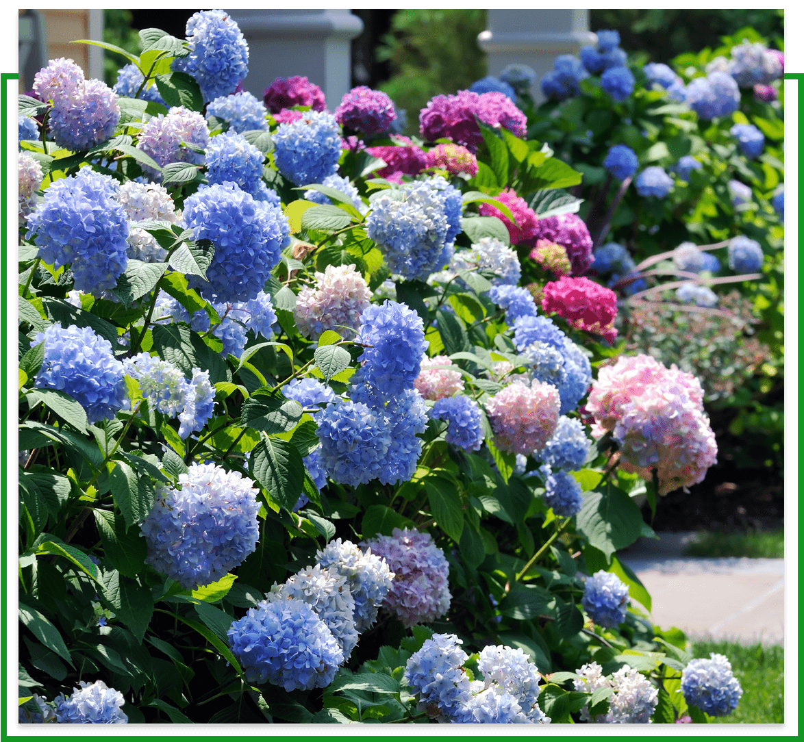 Plantings - Giannini Landscaping Plantings - Giannini Landscaping